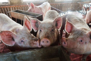 Staying on top of African Swine Fever in Asia-Pacific – despite a human pandemic